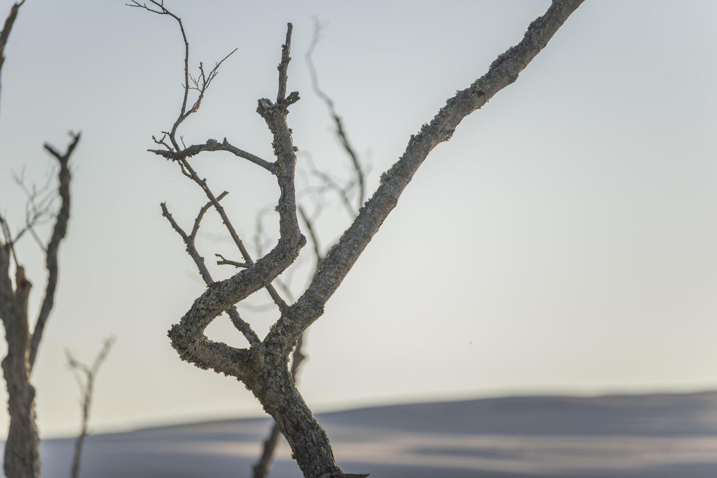 A lone giraffe stands in a field with a mountain in the background photo