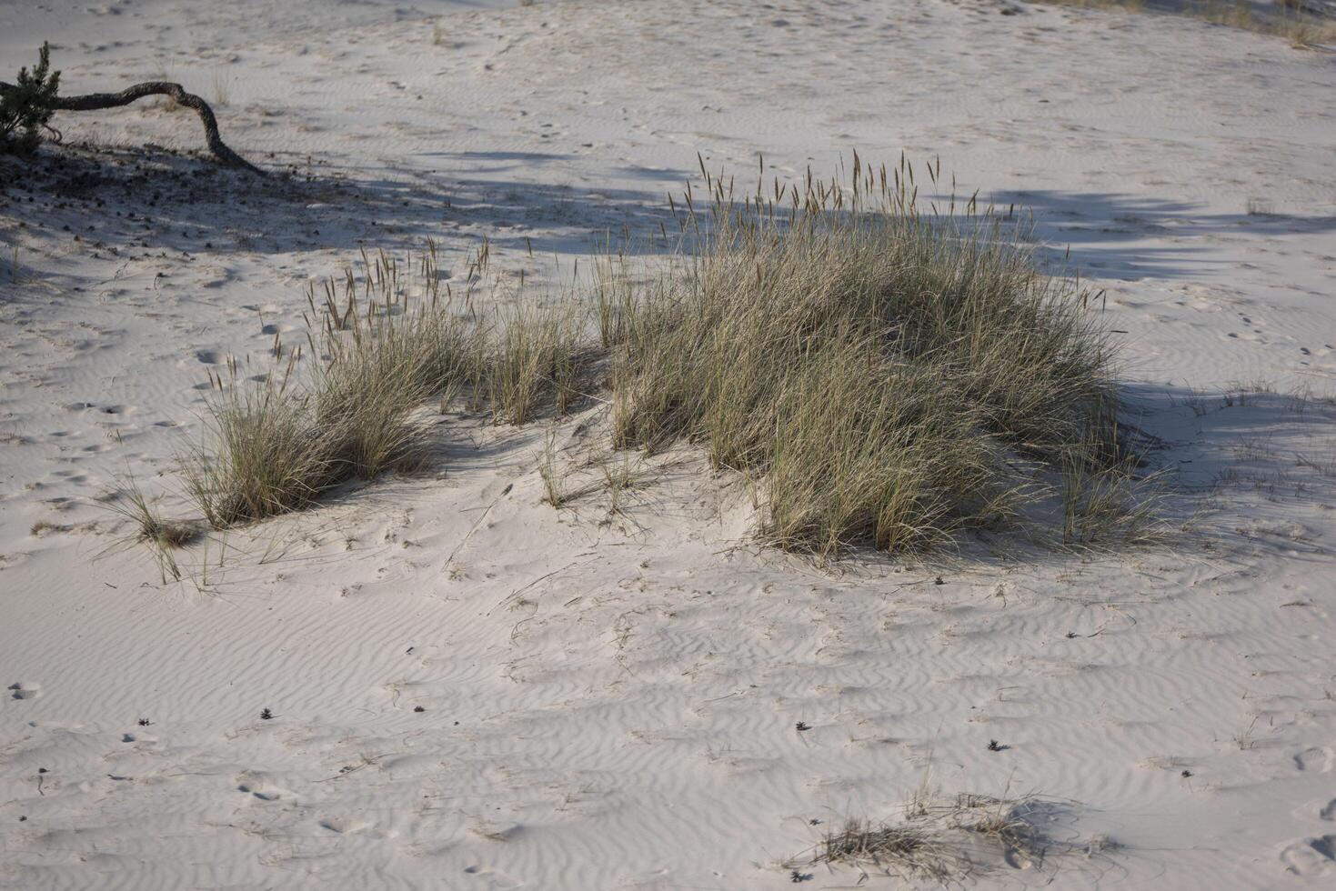A bird flying over a sandy beach with a tree photo