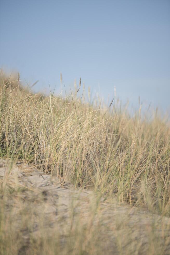 A man standing on a sand dune with a red flag photo