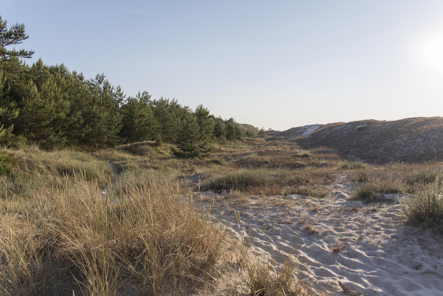 A grassy area with sand and trees photo