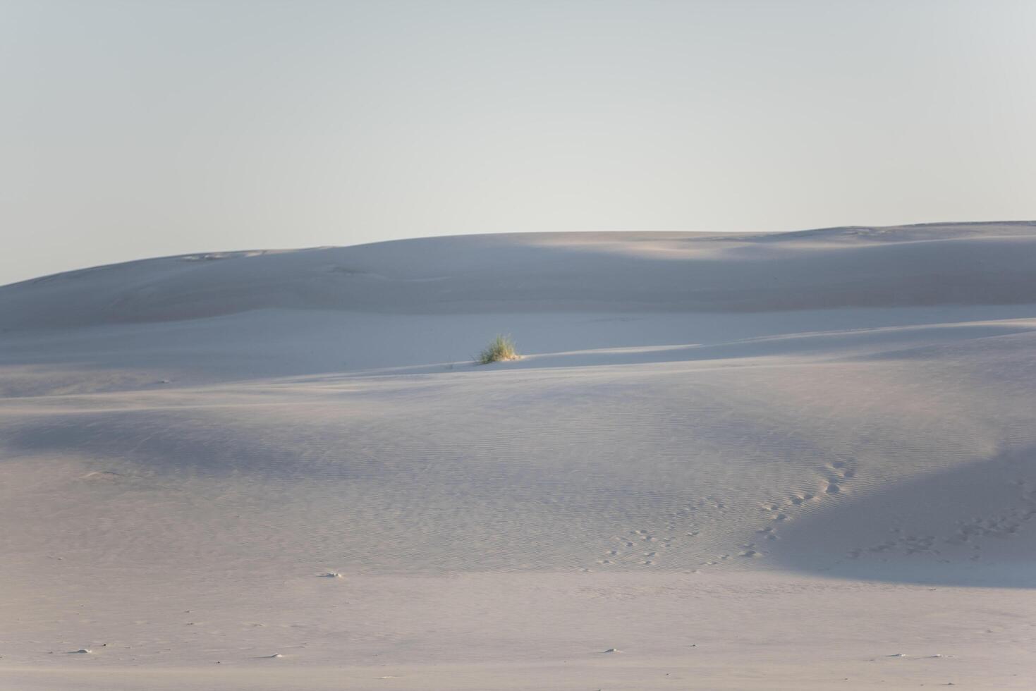 A lone tree in the middle of a field of snow photo