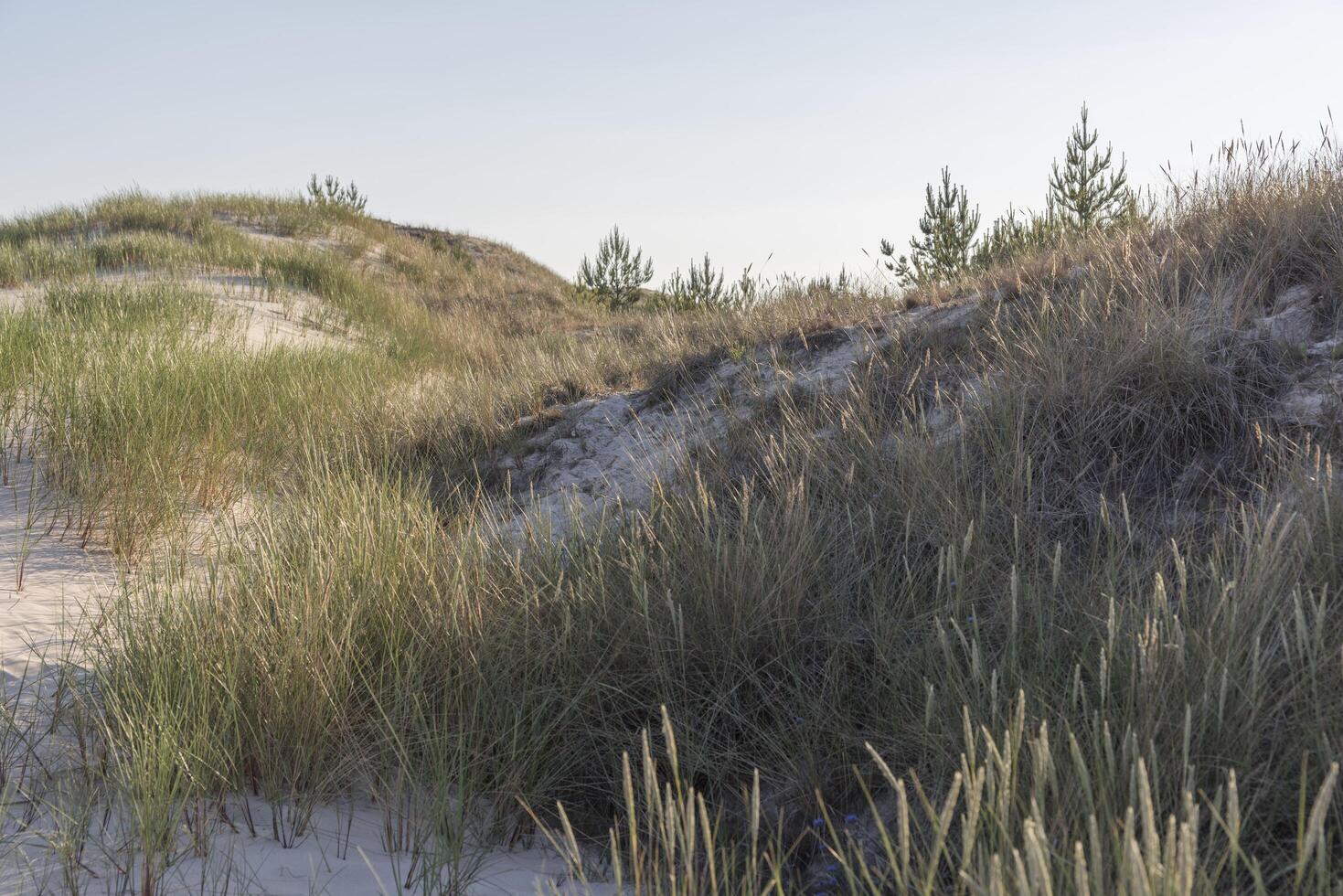 A grassy area with a sand dune and a tree photo