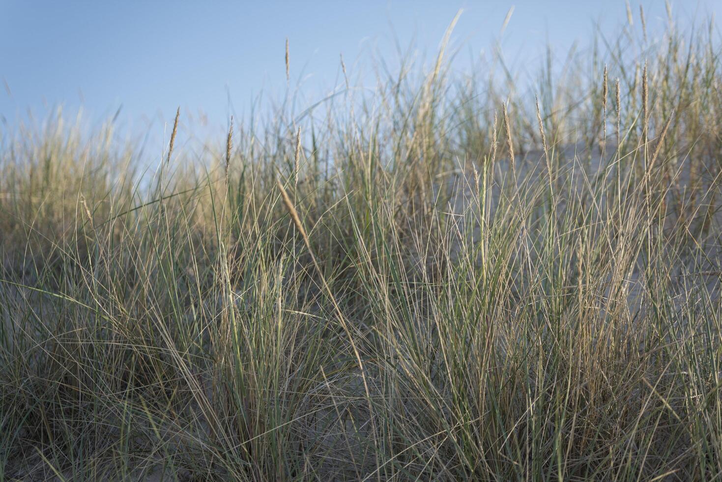 A close up of some tall grass photo
