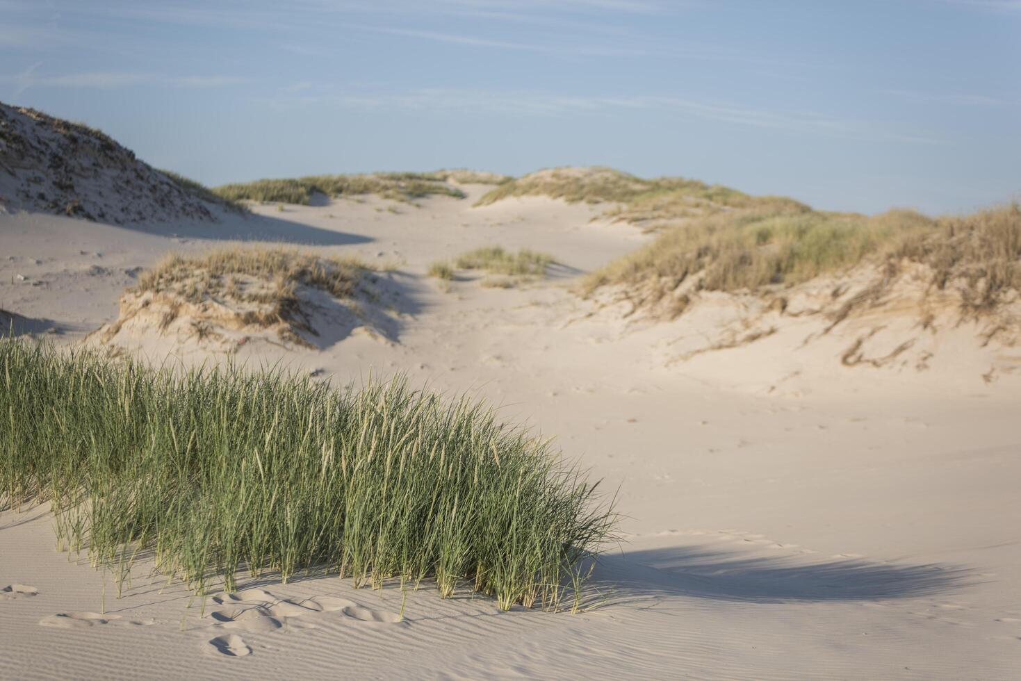 A grassy area of sand photo