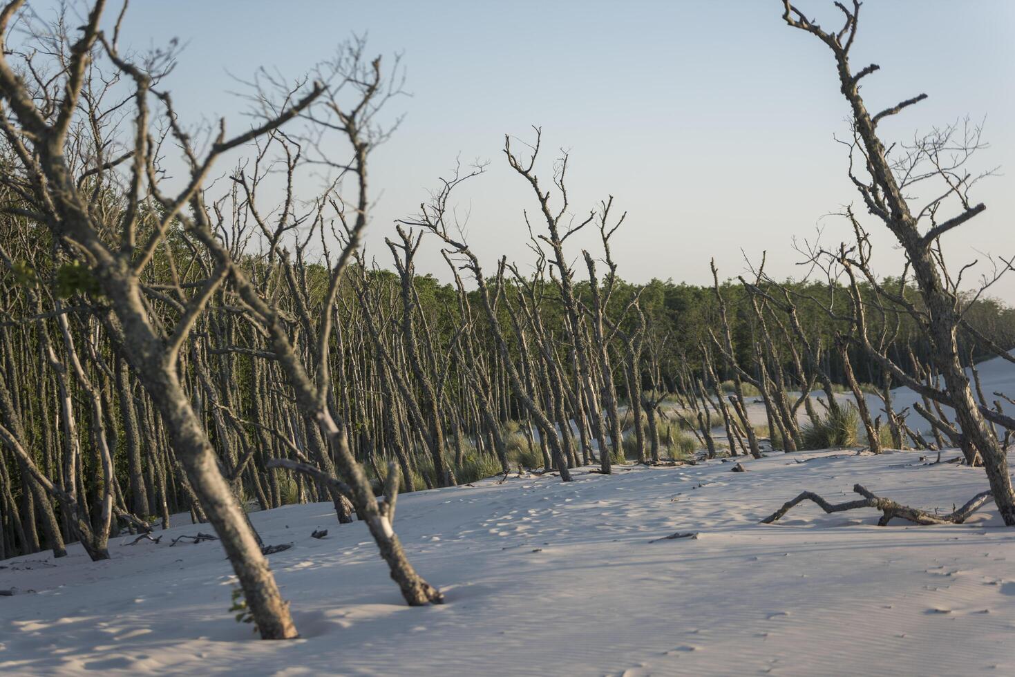 A group of dead trees photo