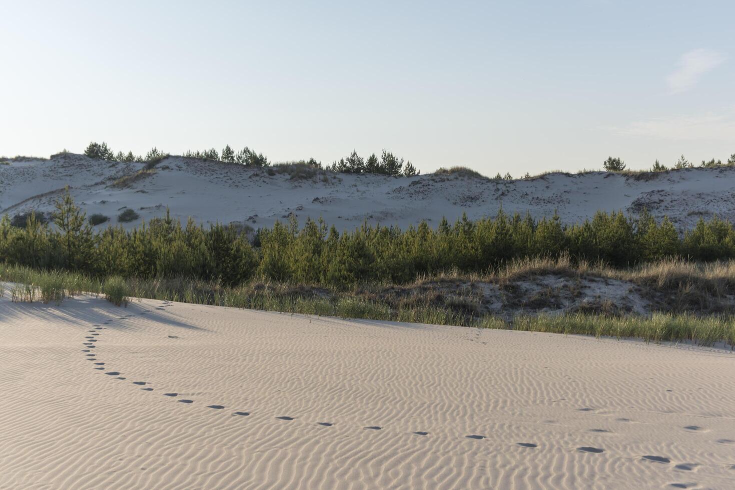 A trail of footprints in the sand photo