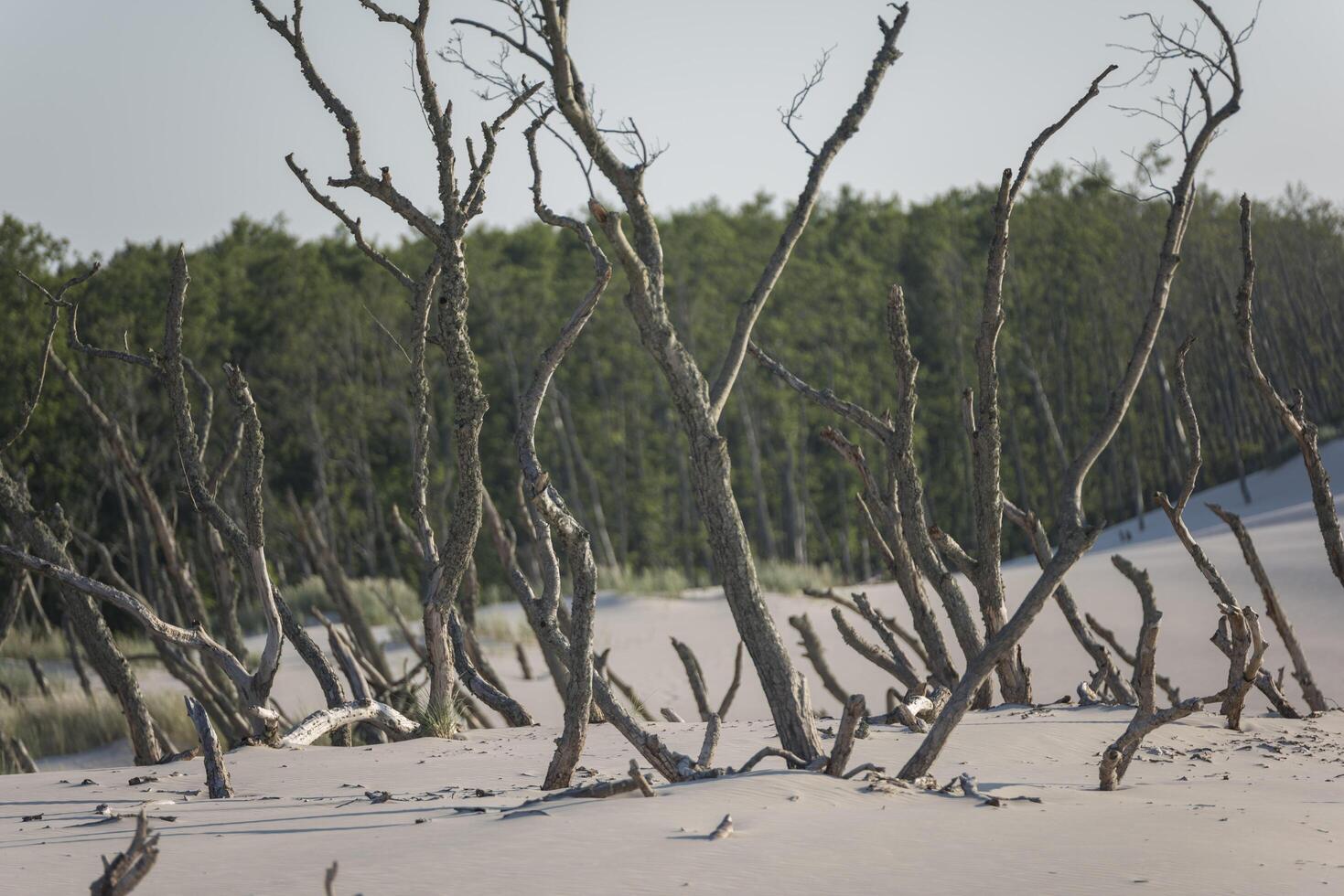 A group of dead trees on a sandy beach photo