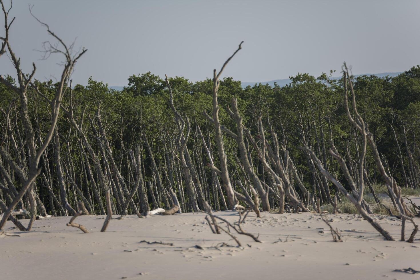 A herd of dead trees on a beach photo