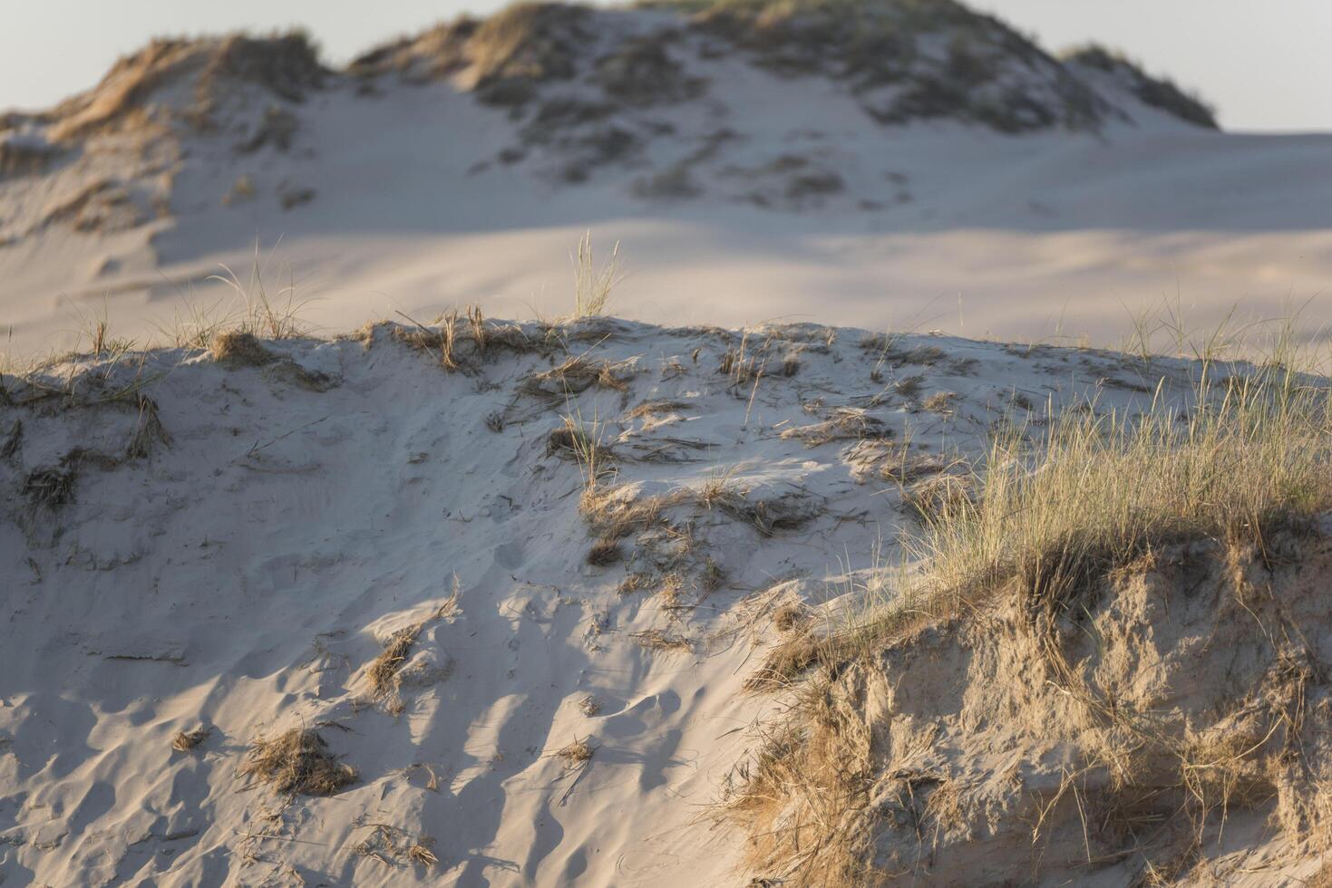 A bird flying over a sand dune photo