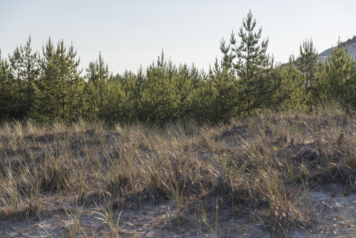 A field of grass and trees on a sandy beach photo
