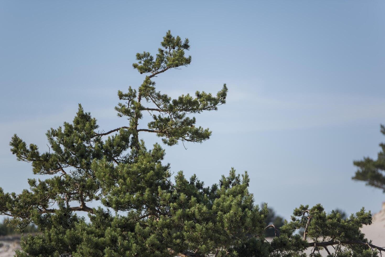 A plane flying over a tree with a bird on it photo