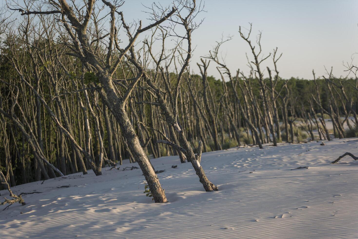 A dead tree in the woods photo