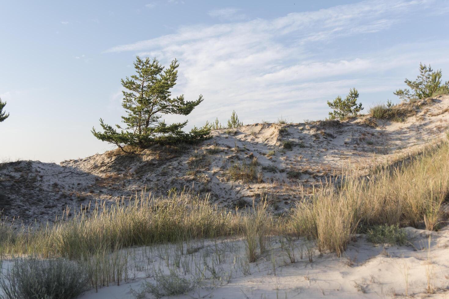 A grassy area with trees photo