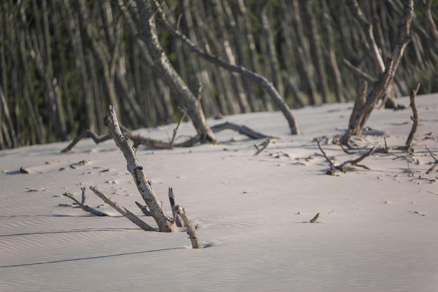 A lone tree in the middle of a sandy beach photo