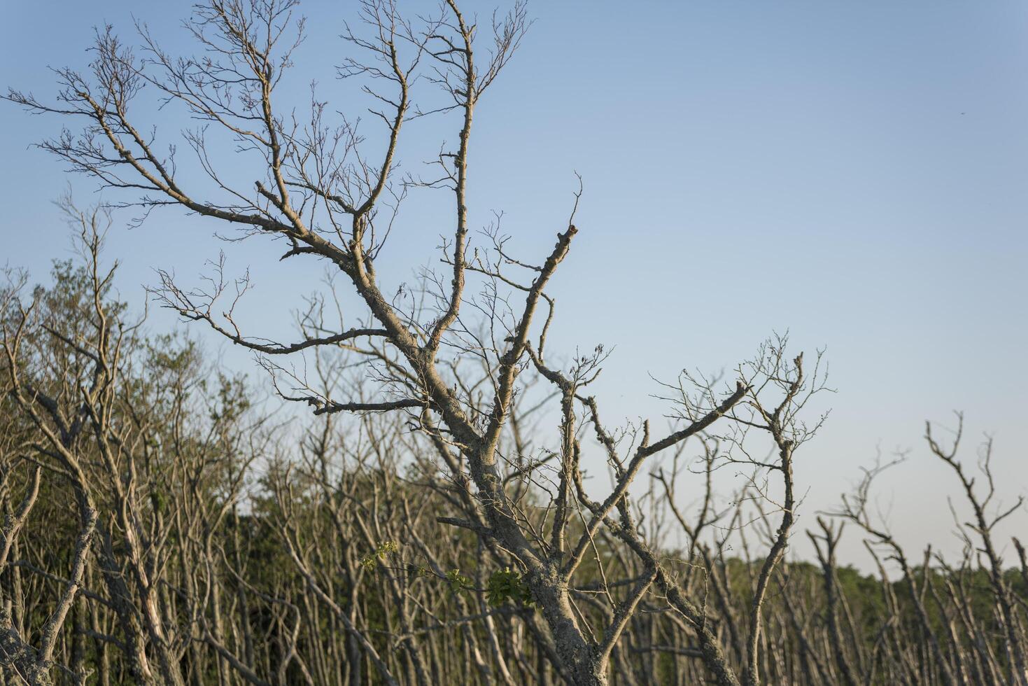 A large tree with no leaves in the middle of a field photo