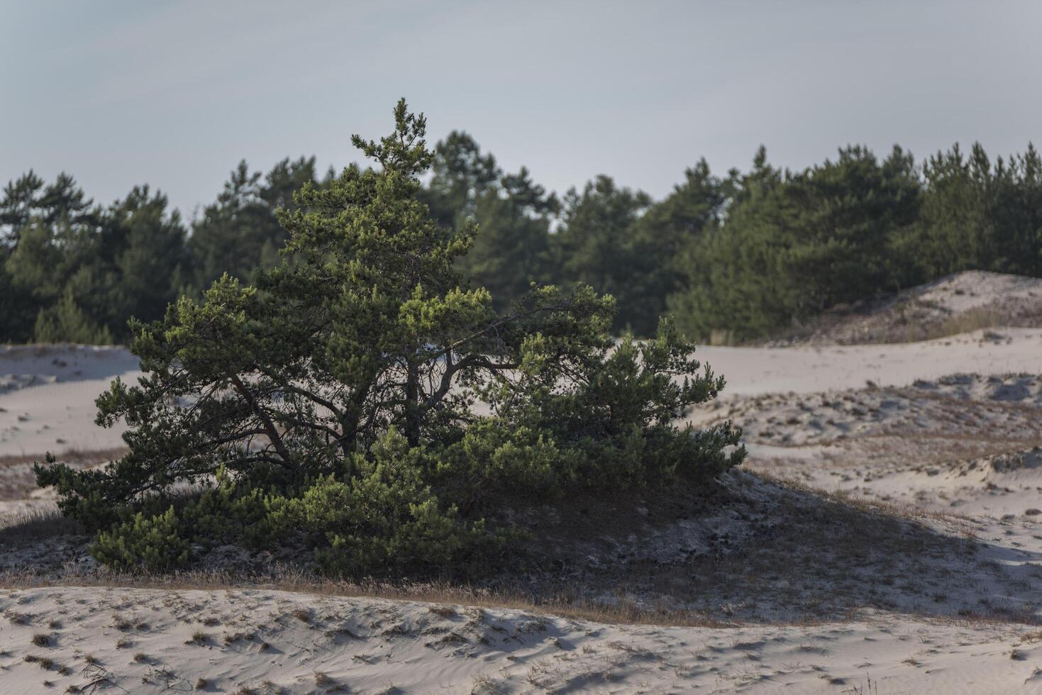 A lone tree in the middle of a sandy field photo