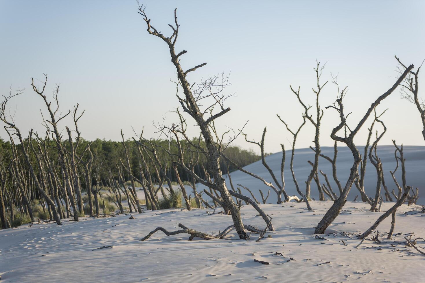 A dead tree in the snow photo
