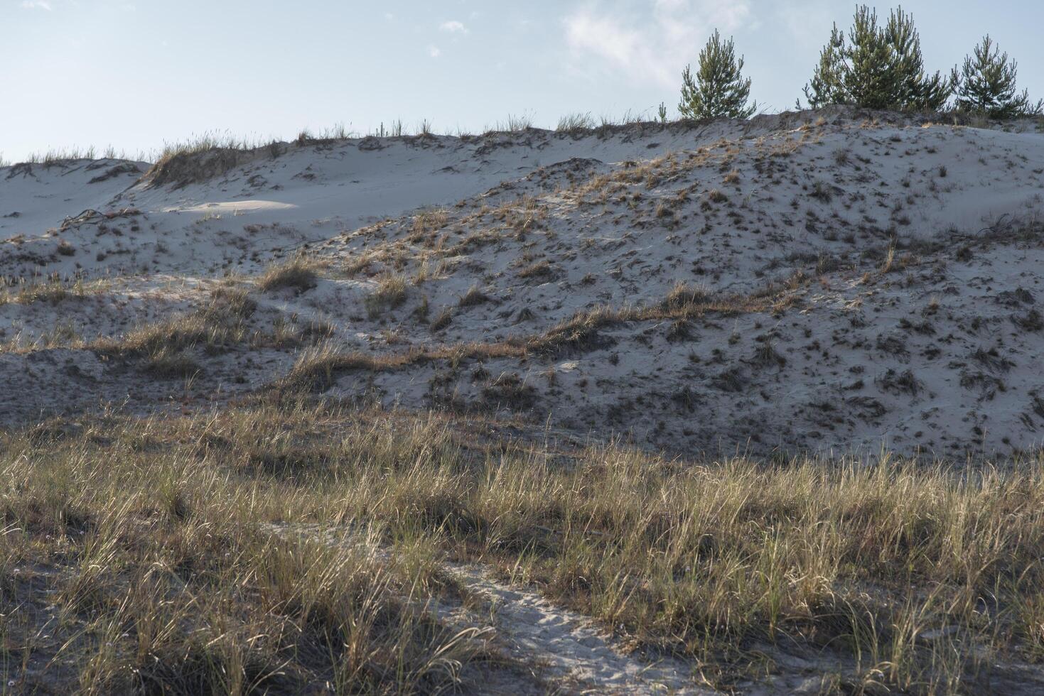 A sand dune with grass and trees on it photo