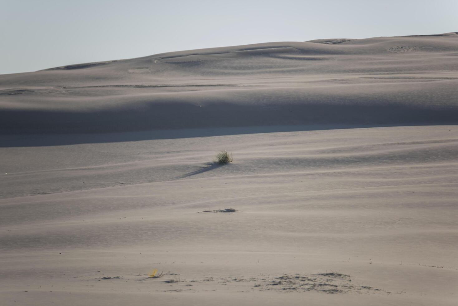 A lone tree in the middle of a desert photo