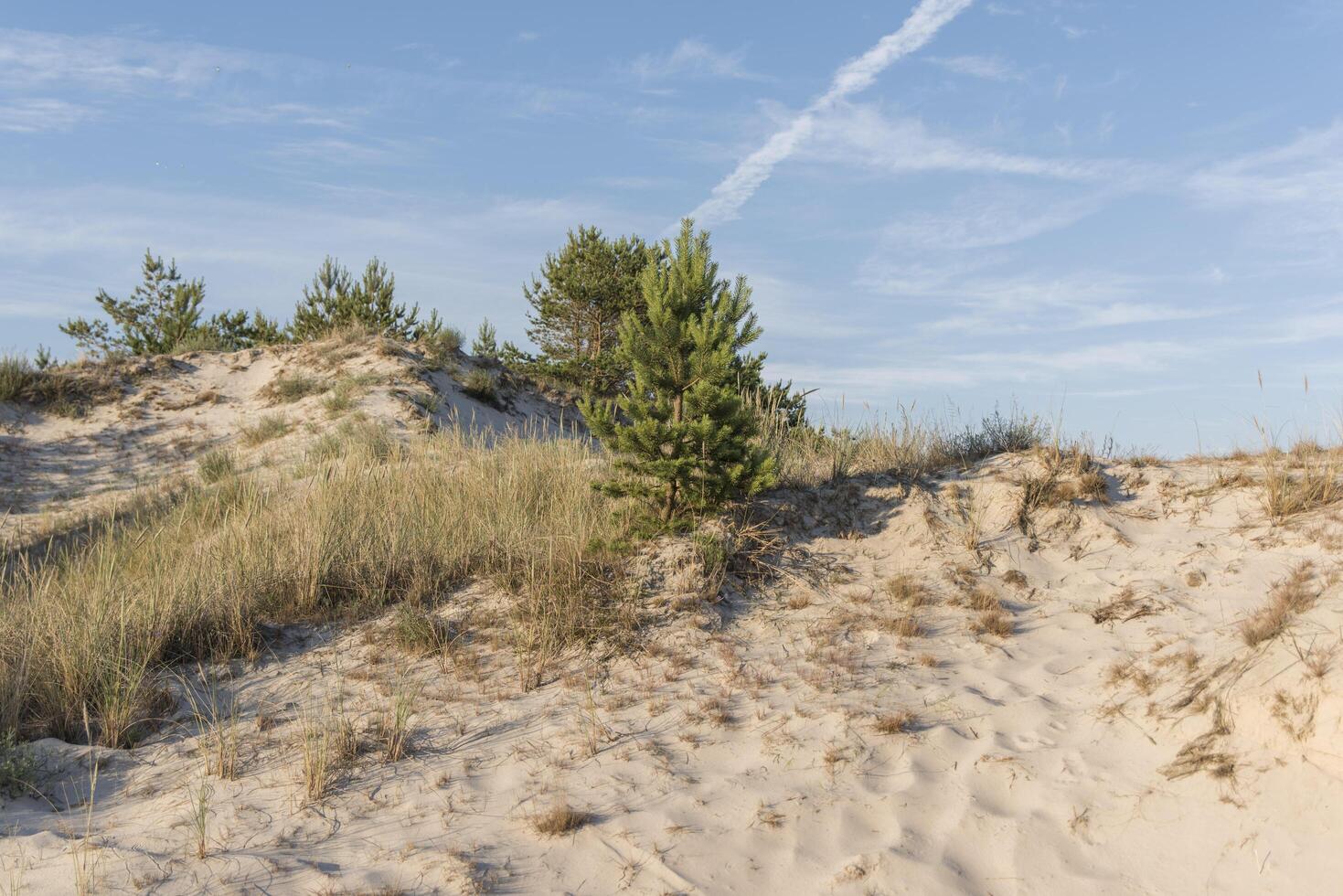 A sand dune with grass photo