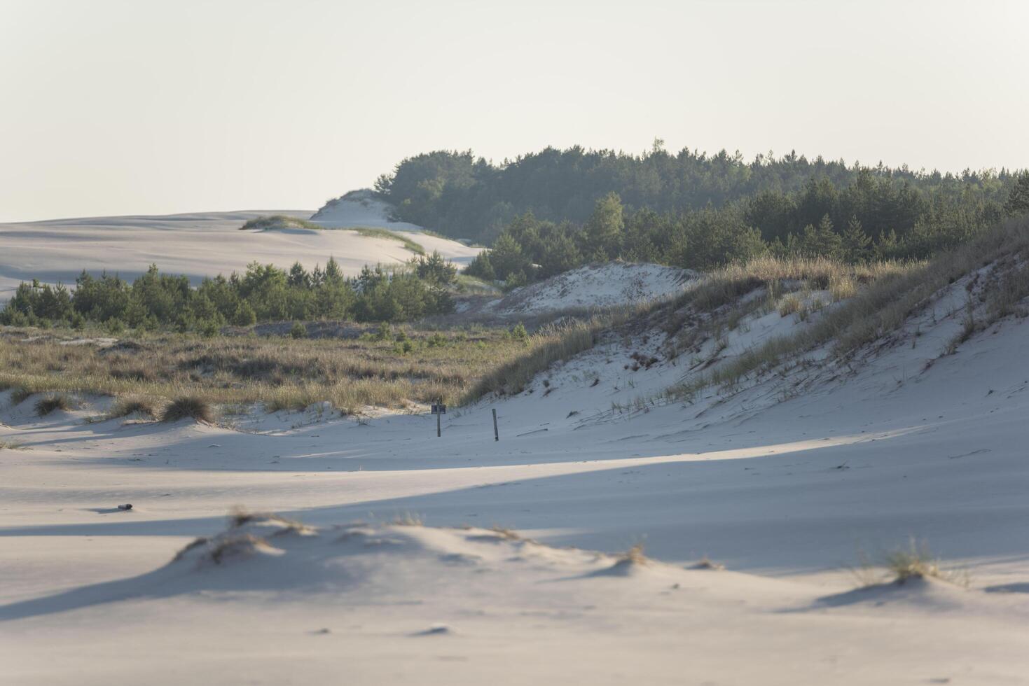 A person walking on a sandy beach with a tree in the background photo