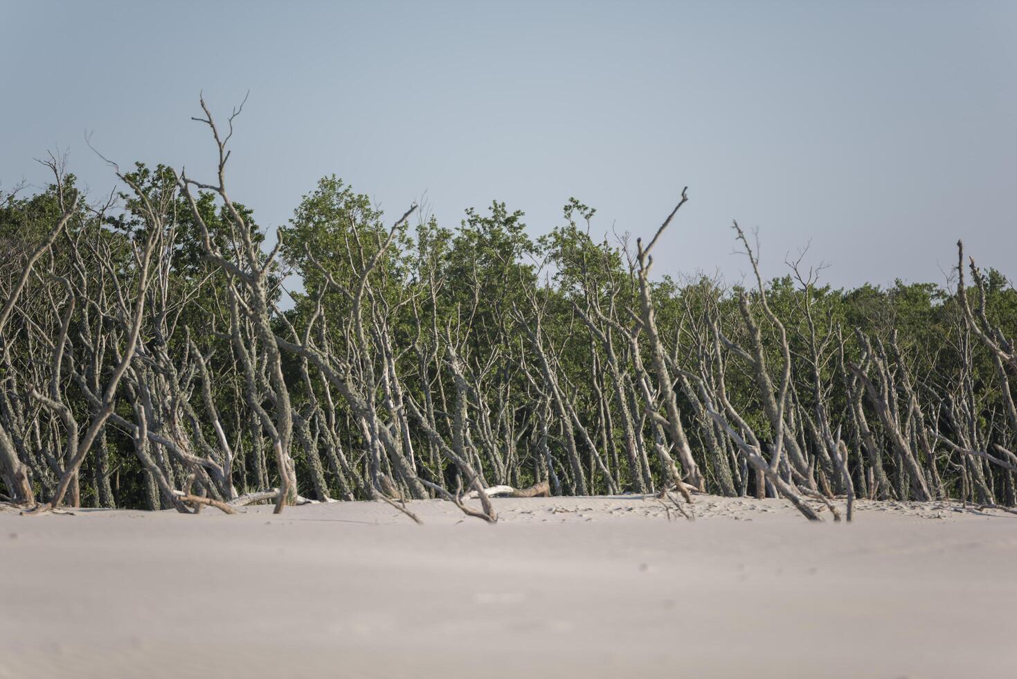 A group of trees in the sand photo