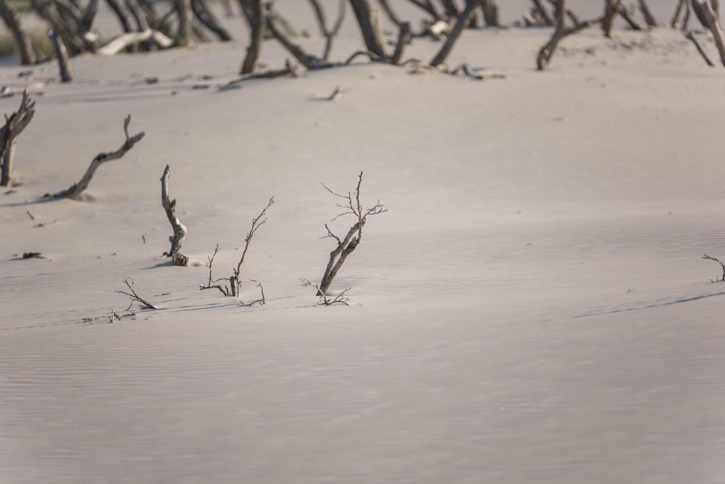 A lone bird flying in the sand photo