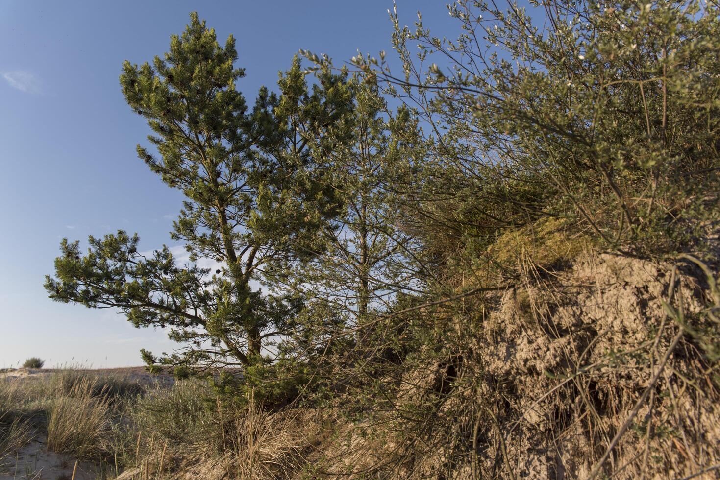A tree growing on a hill photo