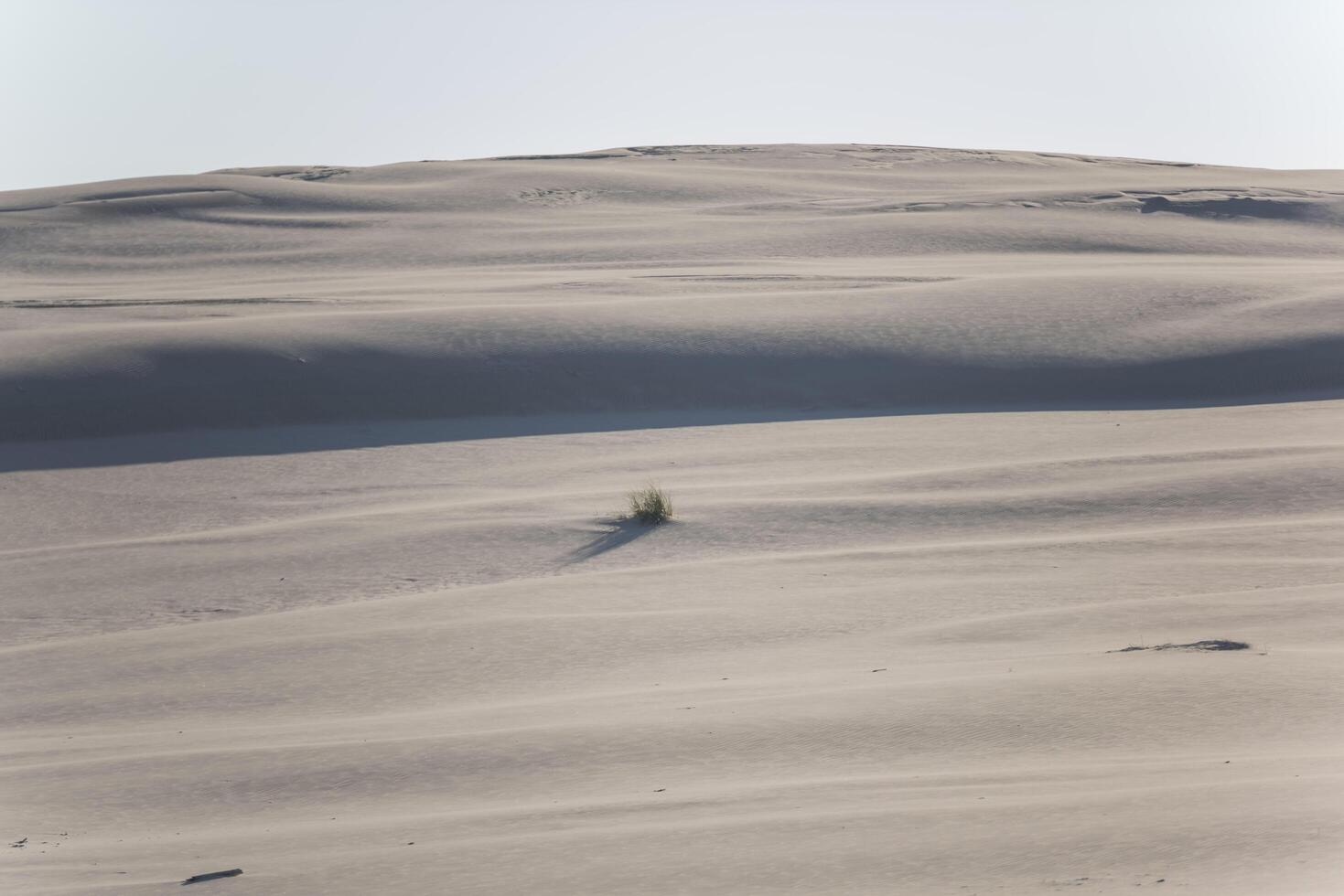 A lone plant in the middle of a large field photo