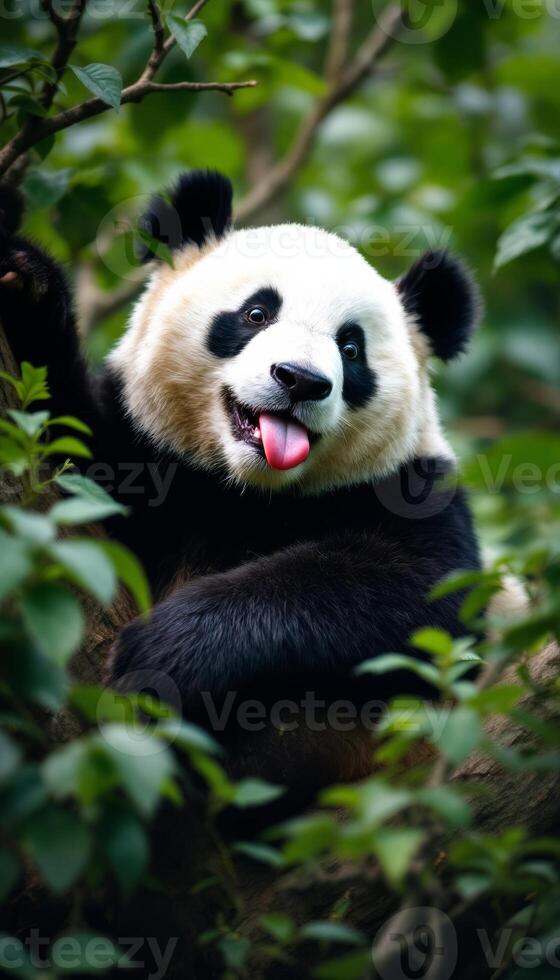 Playful Panda portrait in a dense green forest with its tongue out and mouth open photo