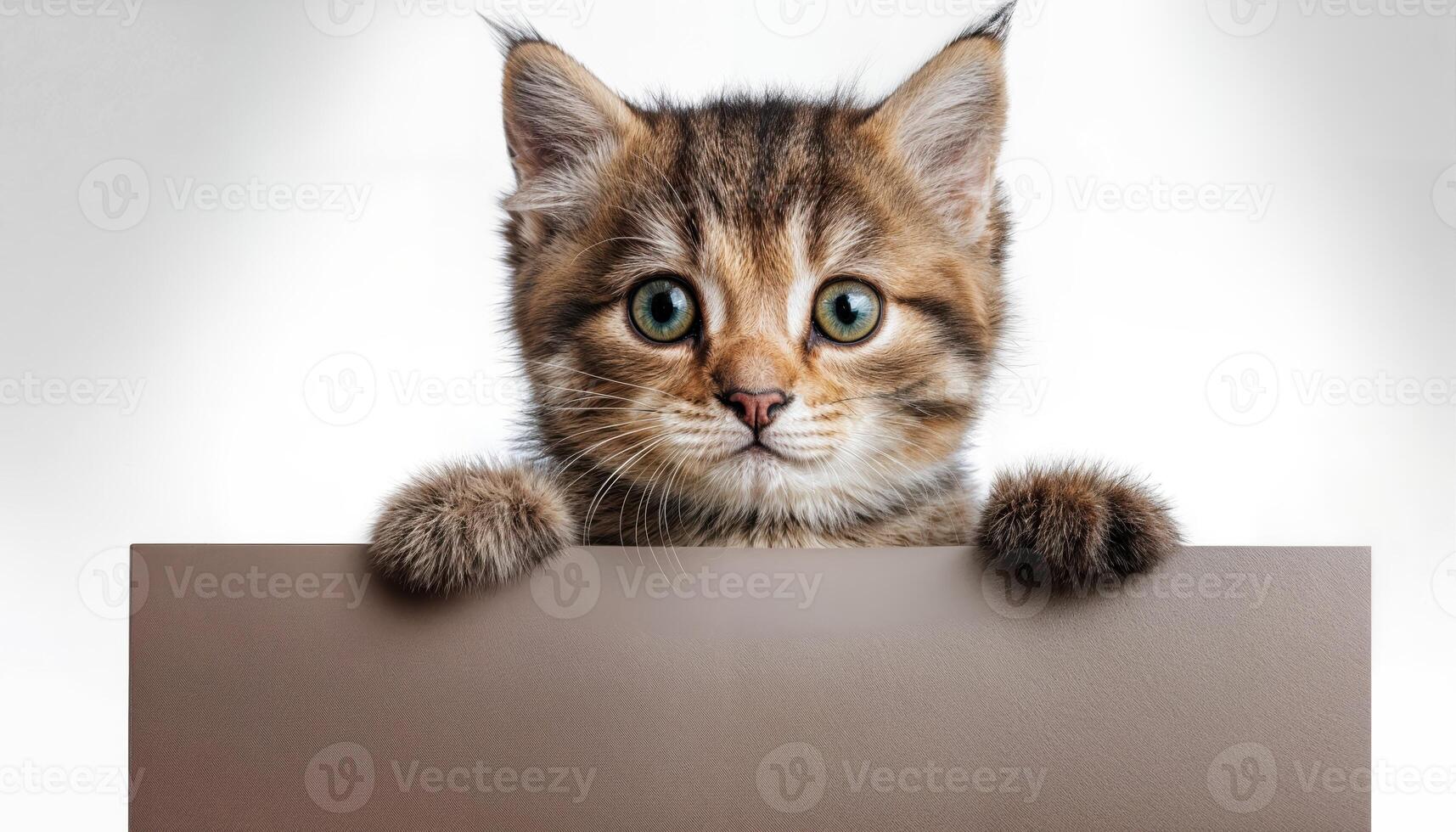 Kitten Holds Blank Banner on Transparent Background Playful Pet in Vivid Isolation, A Captivating Composition of Soft Fur Textures and Vibrant Emotions photo