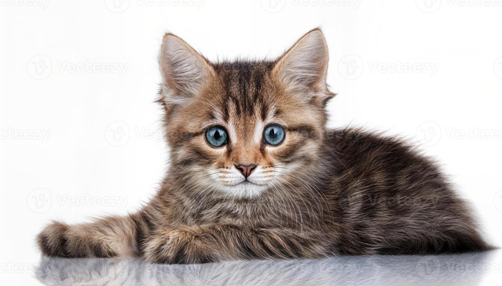 Playful Tabby Cat Against a Pure White Backdrop, Capturing the Innocence and Softness of Youth Amidst Minimalist Settings with a Touch of Elegance. photo