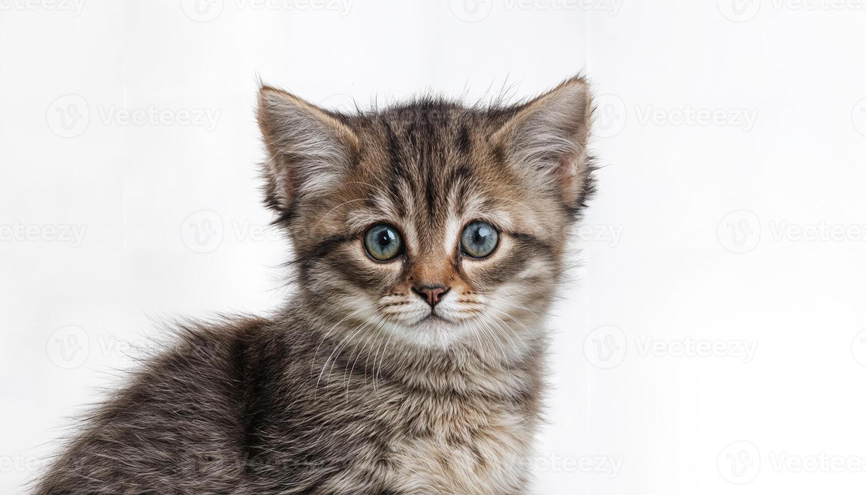 Playful White Backdrop Whiskered Feline, Captivating its Audience with Expressive Eyes and Fluffy Fur Textures in a Vibrant Studio Setting photo