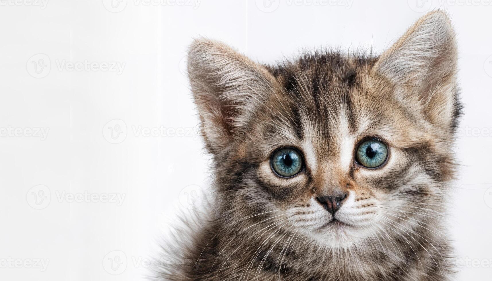Playful White Backdrop Kitten Portrait A Cute, Curious Feline Strikes a Pose with Soft Fur and Sparkling Eyes, Perfect for Digital Art, Home Decor, or Design Inspiration. photo