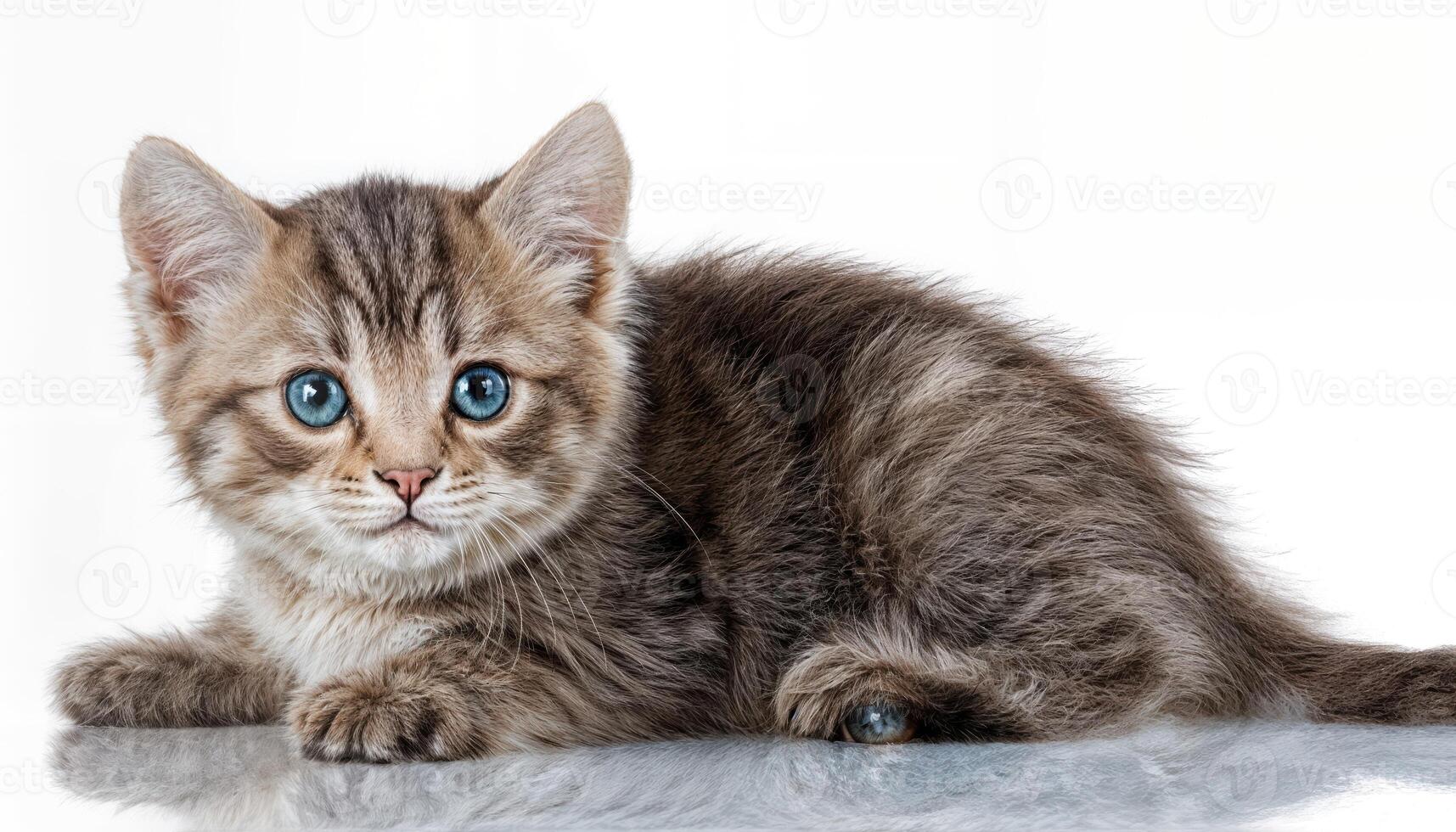 Fluffy White Kitten Against a Minimalist Background, Showcasing Soft Fur Textures and Boundless Curiosity under Gentle Spotlight in Evening Hour. photo