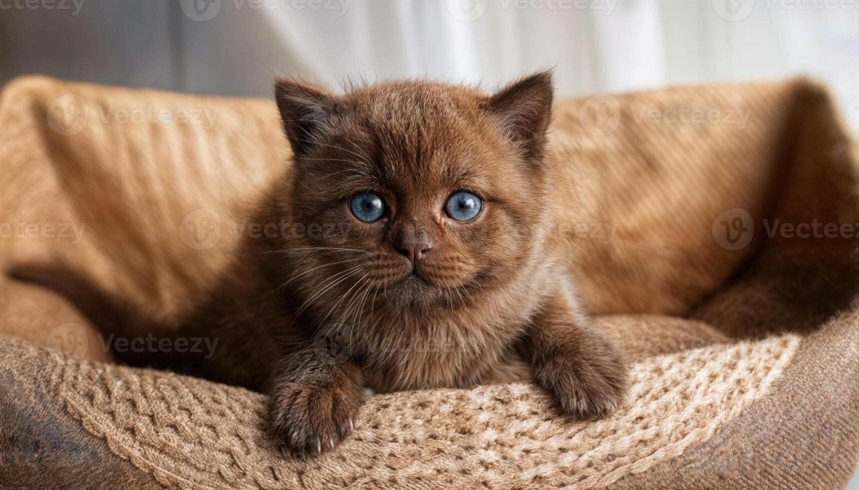 Adorable Scottish Fold Burmese Munchkin Kitten Lounging in Rustic Interior, Playful and Cozy Atmosphere with Soft Fur Textures, Evoking a Warm and Inviting Vibe. photo