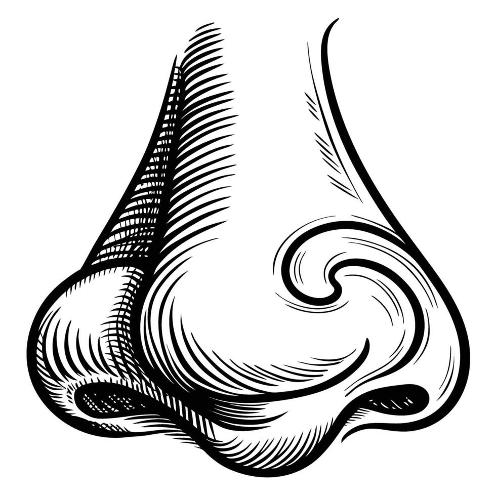 Detailed human nose illustration with bold black engraving lines anatomical sketch showing nostrils and curved shape, white background vector