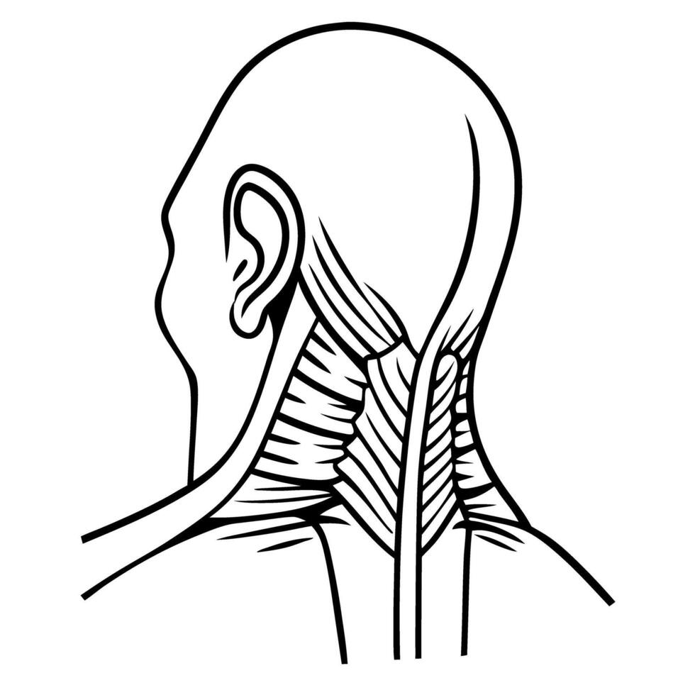 Neck muscles anatomy illustration posterior view of human head, neck structure showing musculature and detailed muscle fibers vector