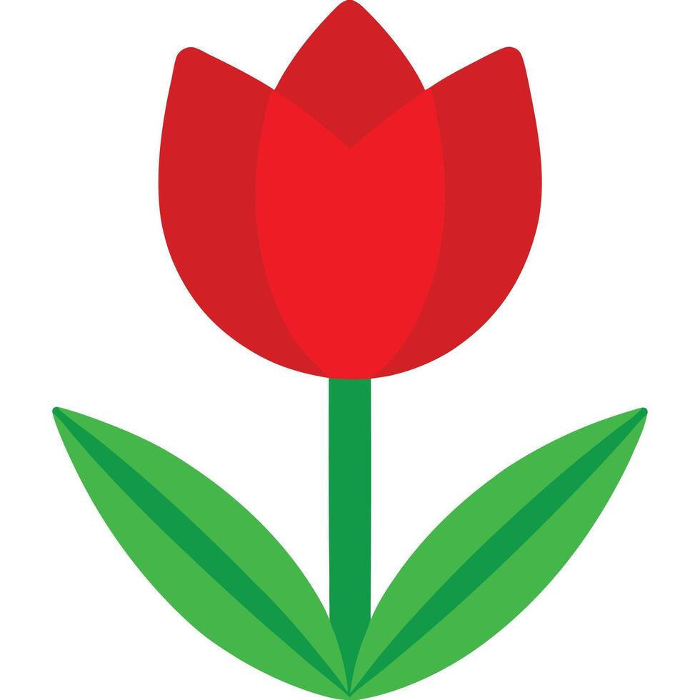 A red tulip with green leaves on a white background vector