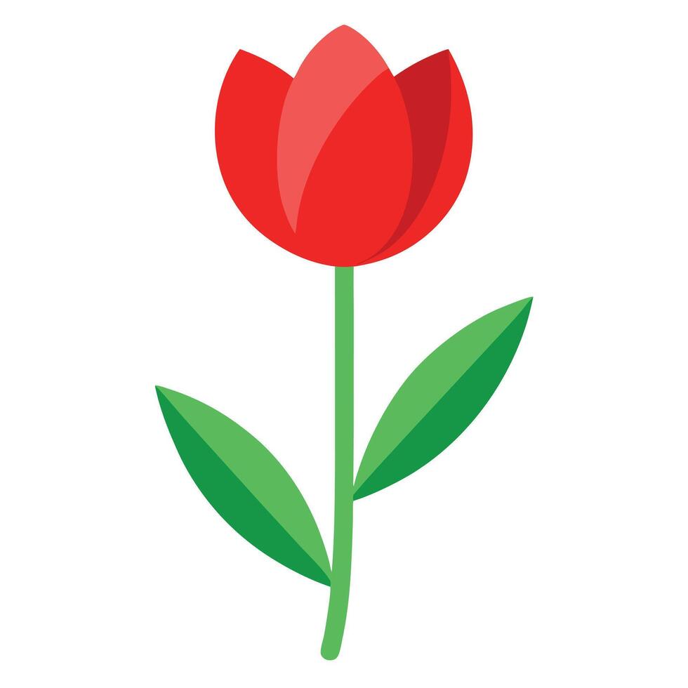A red tulip on a white background vector