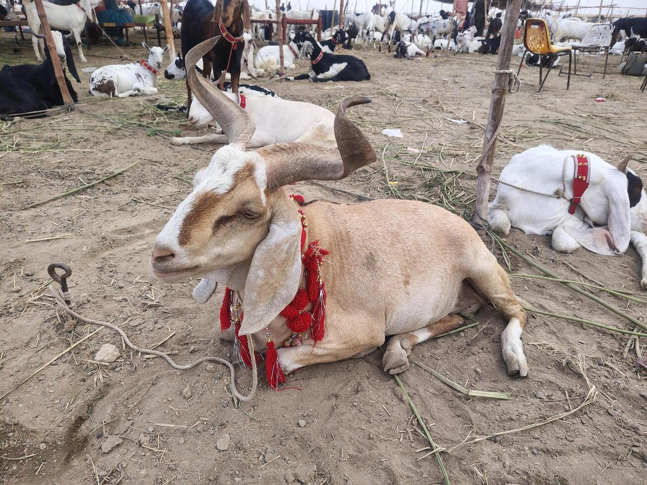 Herd of Goats Lying on Dirt Ground with Twigs During Qurbani photo