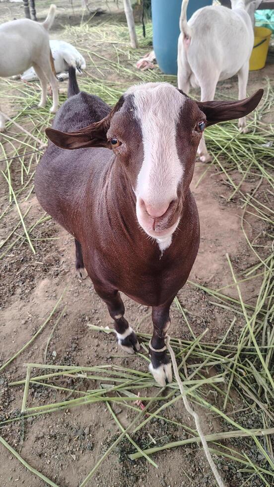 Brown Goat with White Face Standing on Dirt at Eid ul Adha Fair photo