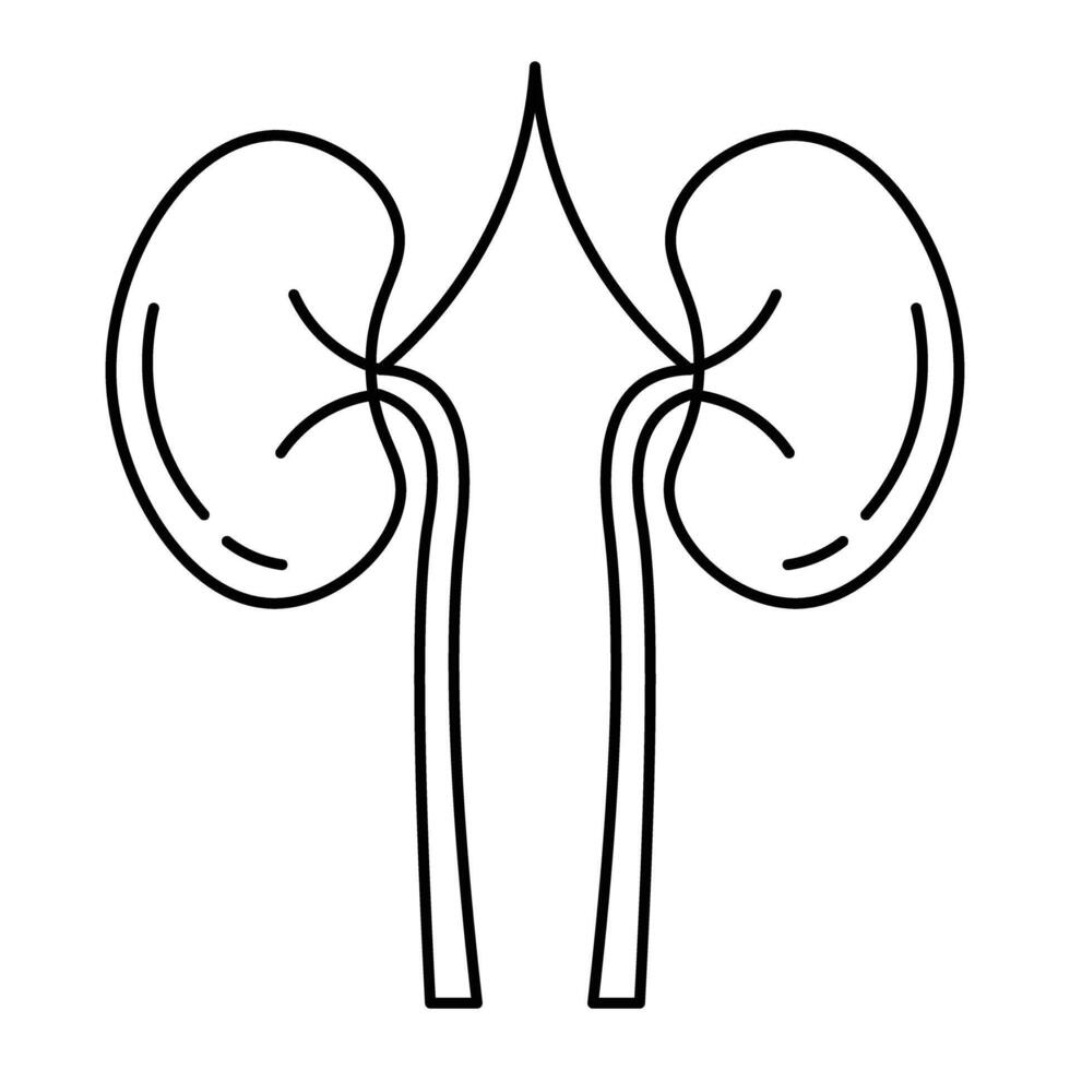 kidney Human body line editable icons set, illustration in modern thin line style of human anatomy icons. Organs, body parts, skeleton parts, Pictogram and infographics for mobile. Isolated on White vector