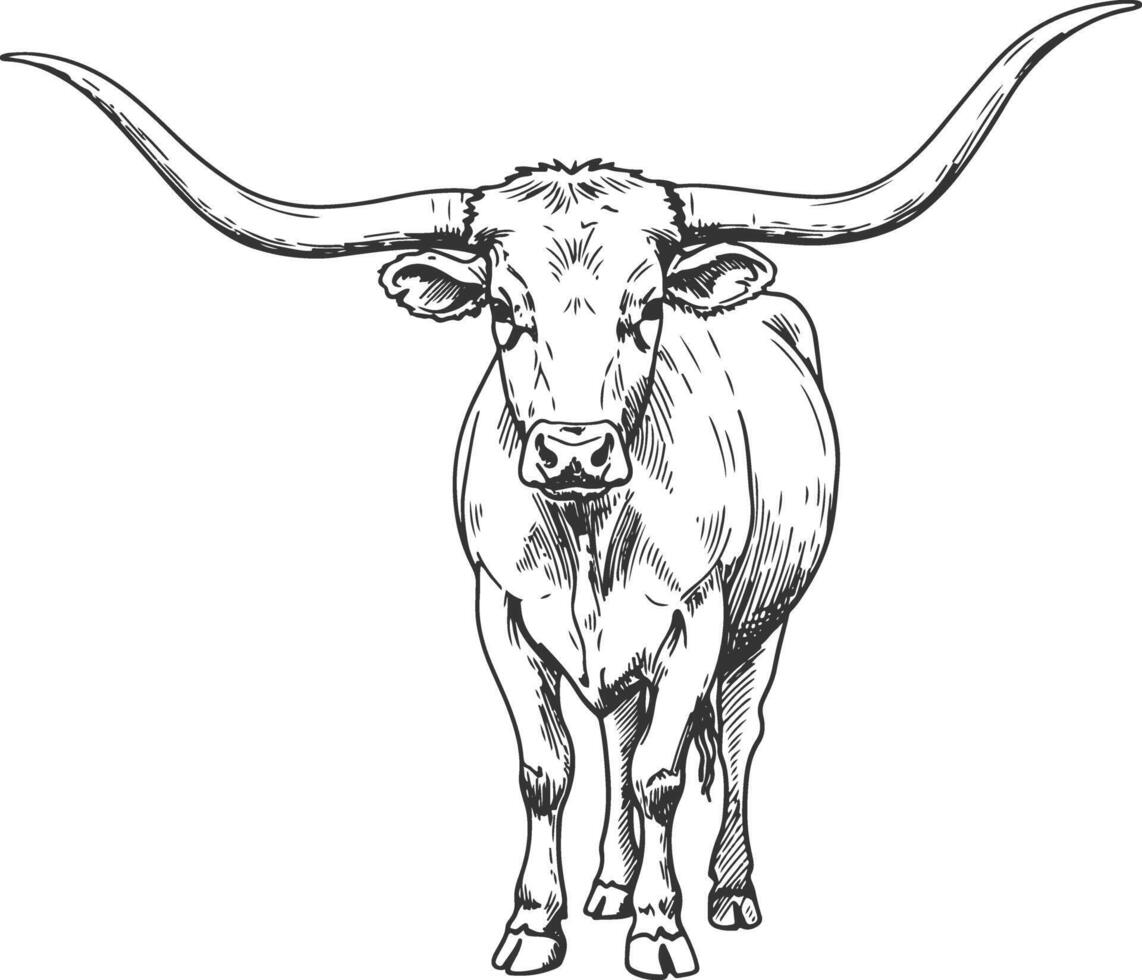 Front Facing Texas Longhorn Bull with Wide Horns in Vintage Farm Sketch Style vector