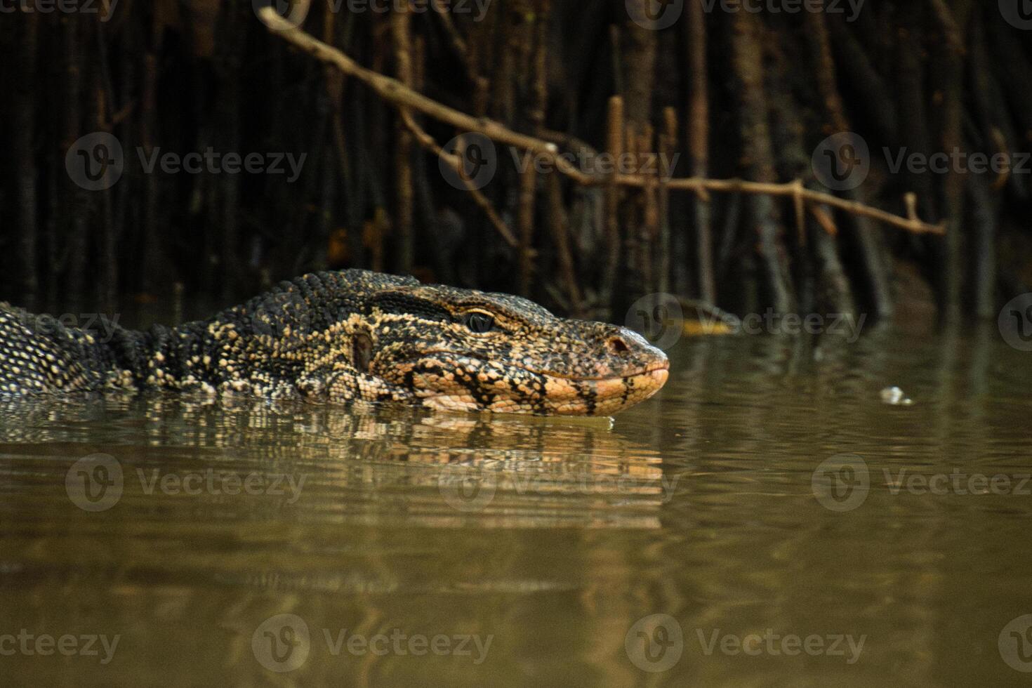 Close up Water monitor swims through murky river in dense mangrove forest near Tangalle, Sri Lanka, with sharp focus on reptile head and scaly skin photo