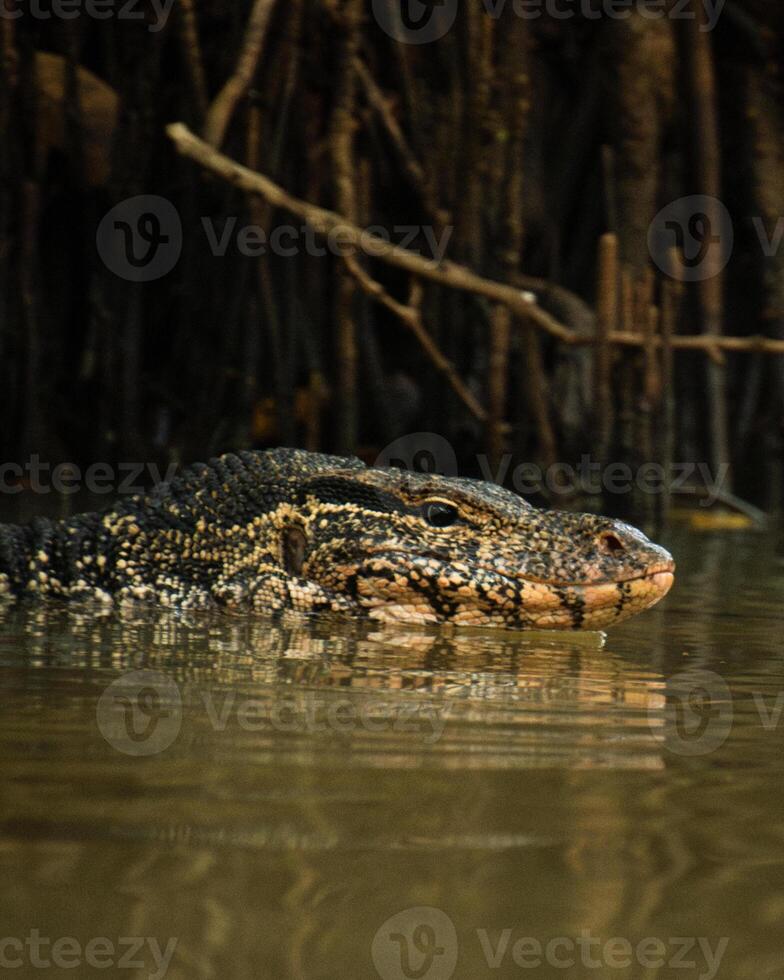 Water monitor swims through murky river in dense mangrove forest near Tangalle, Sri Lanka, with sharp focus on reptile head and scaly skin photo