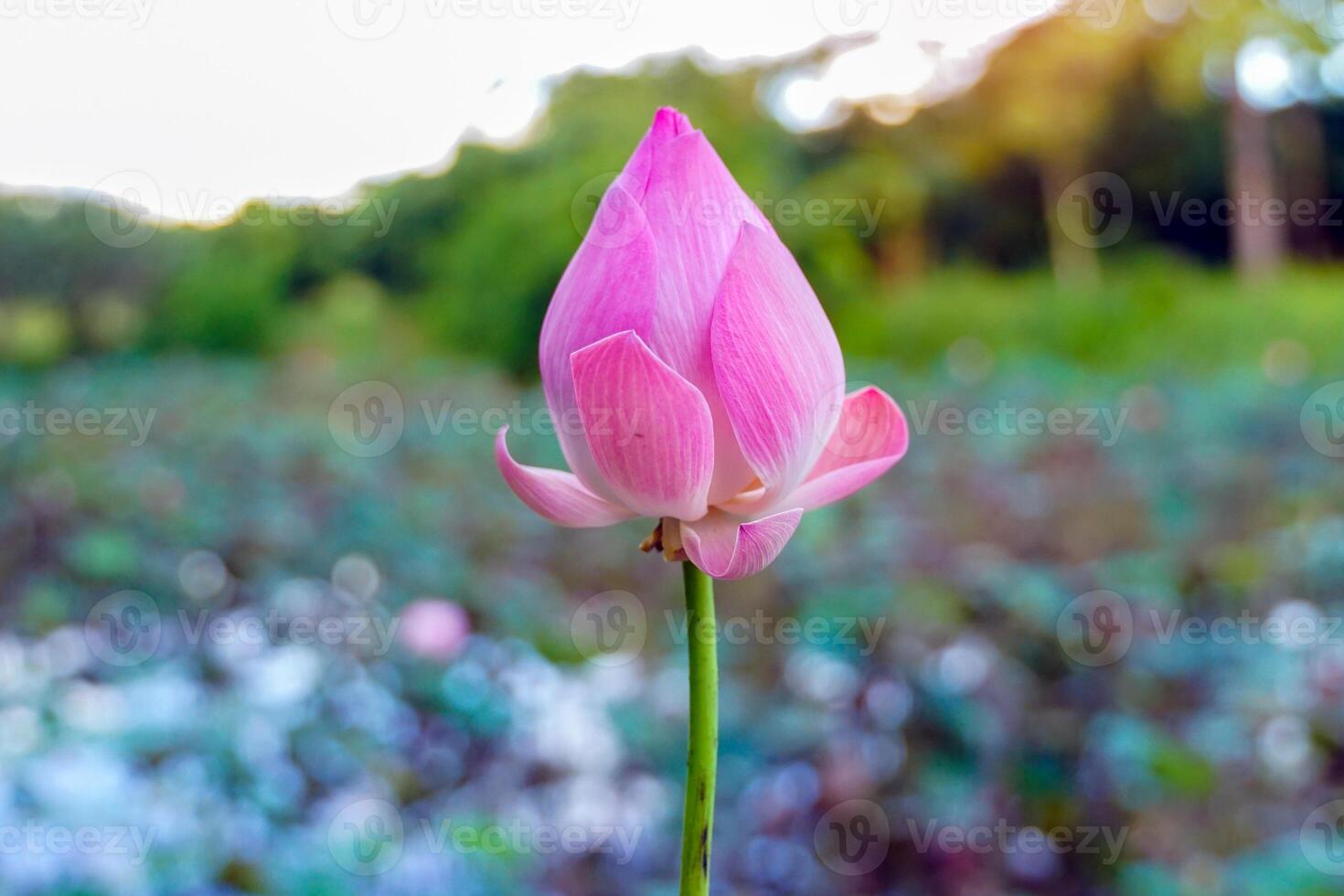 Pink sacred lotus flowers and lotus pods in the pond. that the villagers picked up from the pond. Soft and selective focus. photo