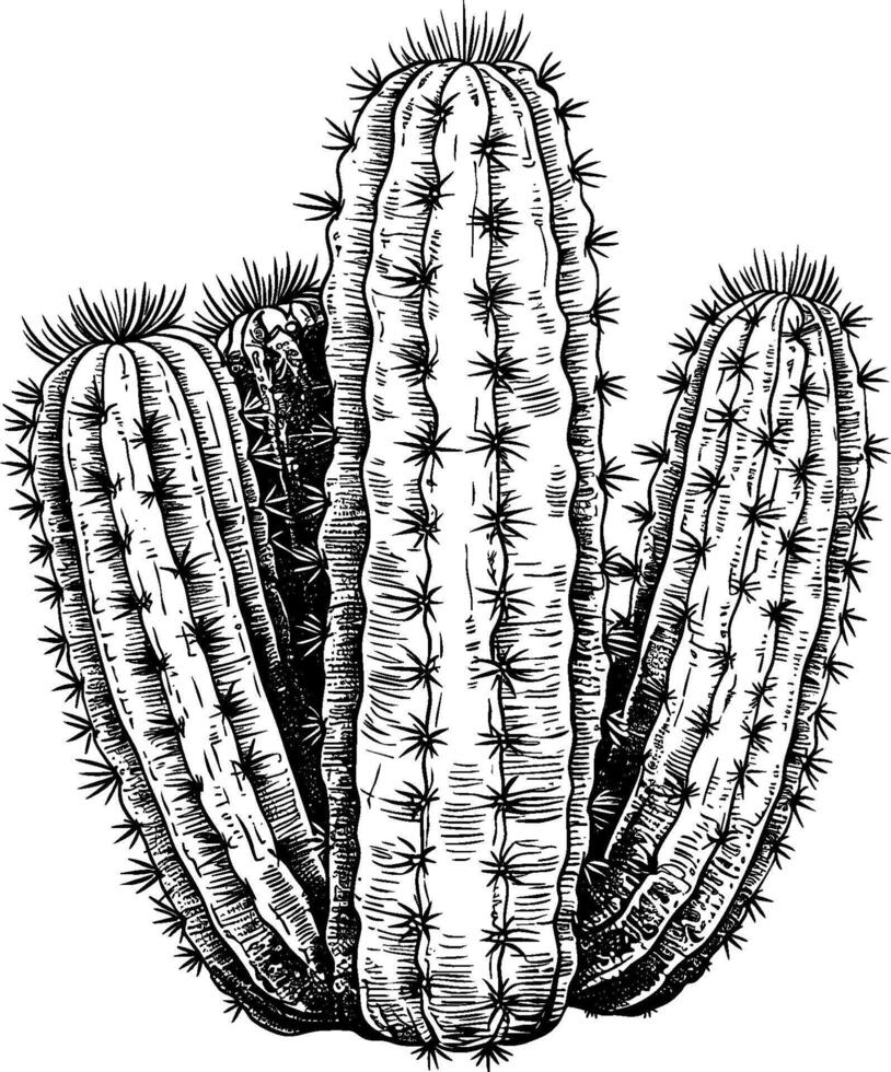 Cactus plant illustration with spines and realistic texture in black and white vector
