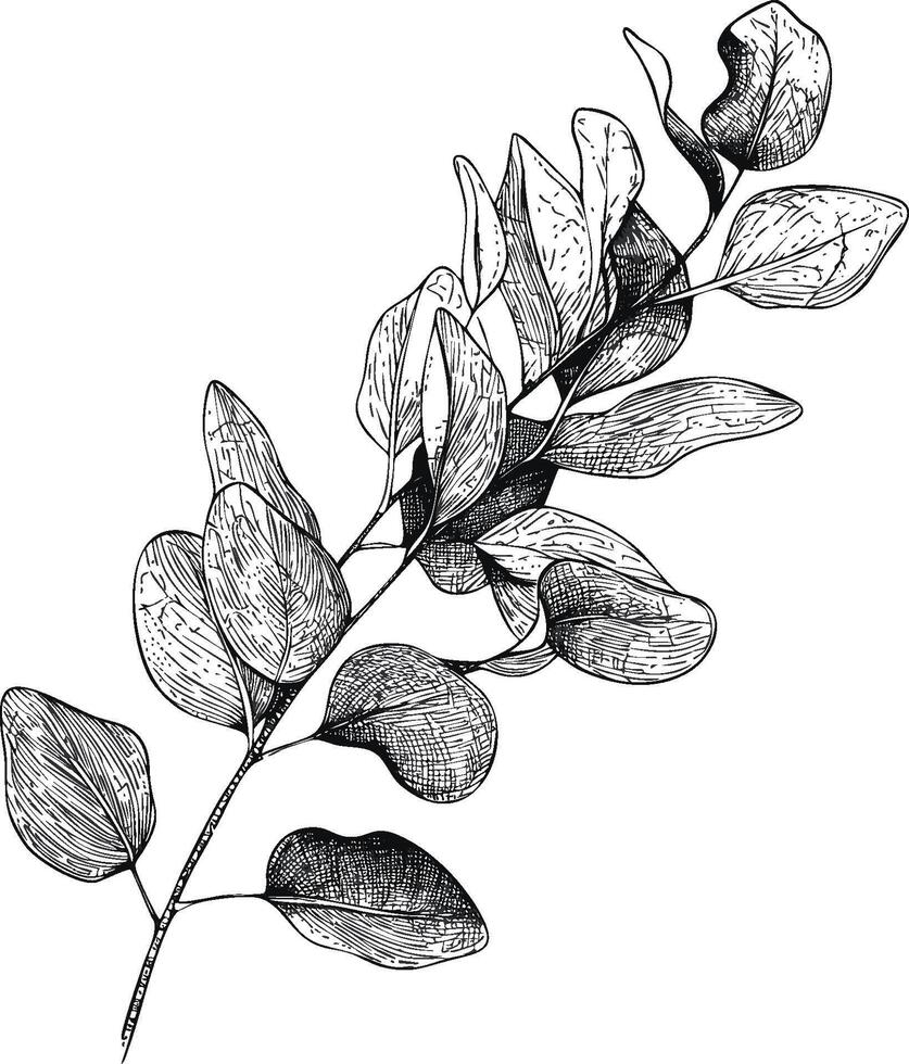 Botanical illustration of eucalyptus branch with detailed leaves in line art style vector