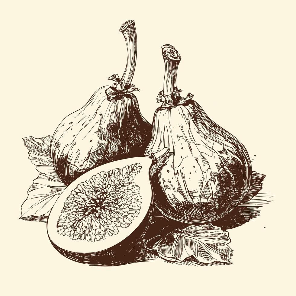 Detailed fig fruit illustration showcasing texture and seeds in black and white vector